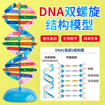 33307 DNA雙螺旋結構模型組件 DIY制作 生物實驗器材 教學儀器